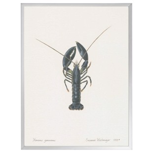 Lithograph with frame - Lobster