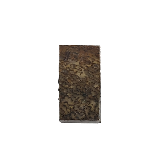 Dinosaur Bone 10,0 mm - Stabilized