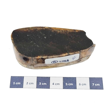 Mammoth Bone - Stabilized