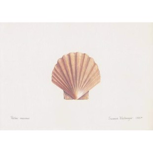 Great Scallop Lithograph
