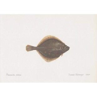 Plaice Lithograph