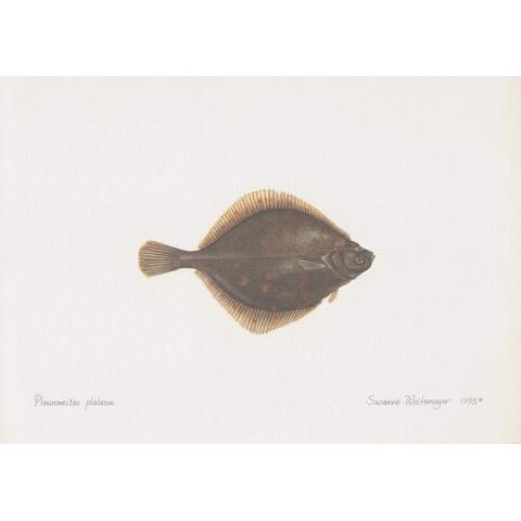 Plaice Lithograph