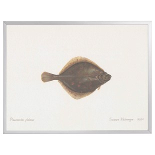Lithograph - Plaice with frame