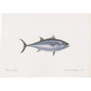 Northern Bluefin Tuna Lithograph