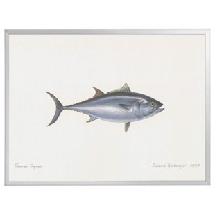 Lithograph with frame - Atlantic Tun
