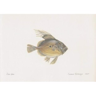 John Dory Lithograph