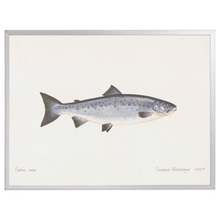 Lithograph with frame - Salmon