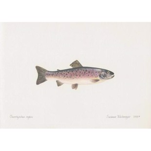 Rainbow Trout Lithograph