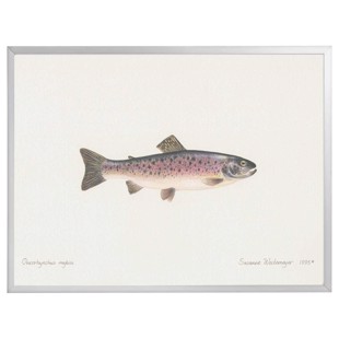 Lithograph with frame - Rainbow trout