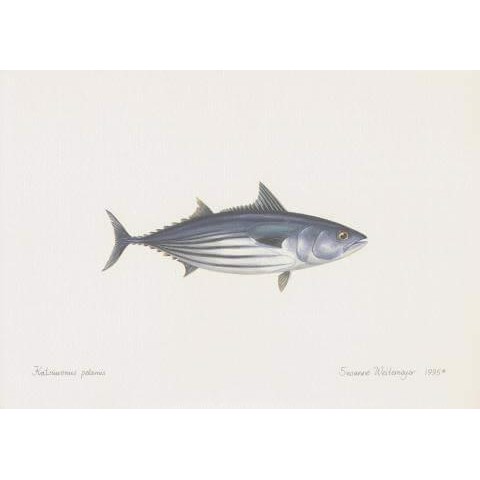 Skipjack Tuna Lithograph