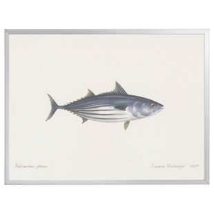 Lithograph with frame - Belly striped Bonit