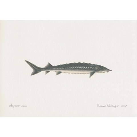 Sturgeon Lithograph