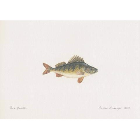 Perch Lithograph