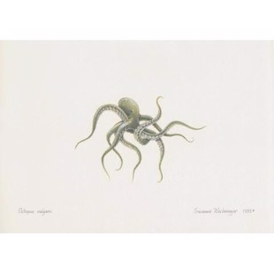 Octopus Lithograph