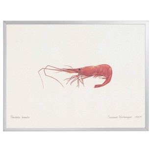 Lithograph with frame - Deep Sea Shrimp