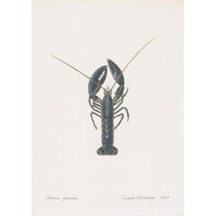 Lobster Lithograph
