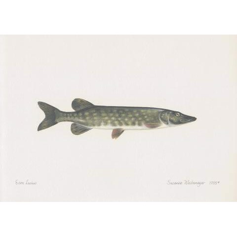 Pike Lithograph