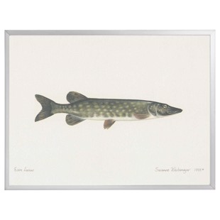 Lithograph with frame - Pike