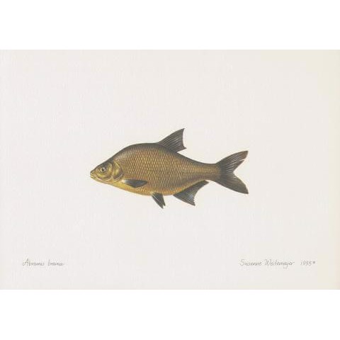 Bream Lithograph