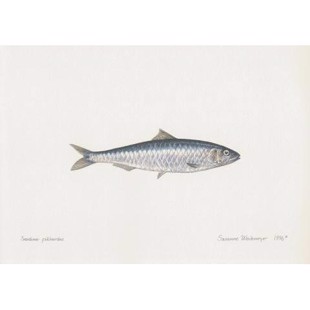 Sardine Lithograph