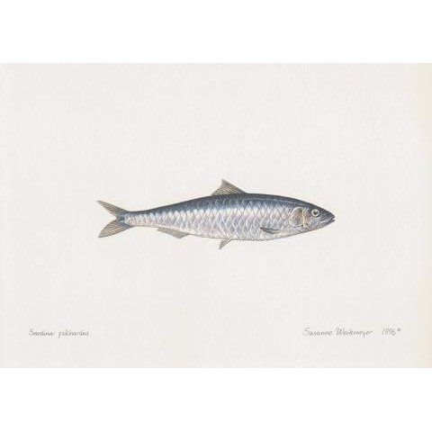 Sardine Lithograph