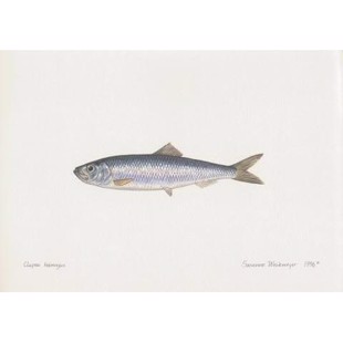 Herring Lithograph