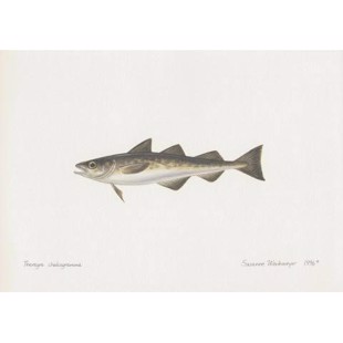 Alaska Pollock Lithograph