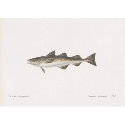 Alaska Pollock Lithograph