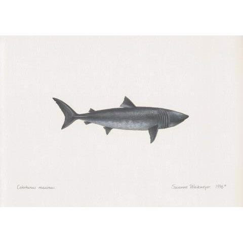 Basking Shark Lithograph