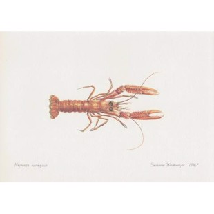 Norway Lobster Lithograph