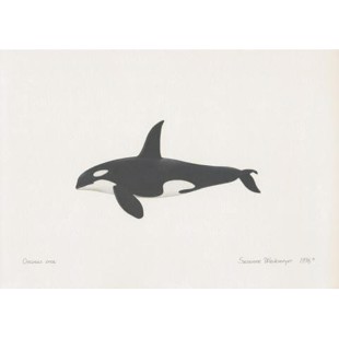 Killer Whale Lithograph