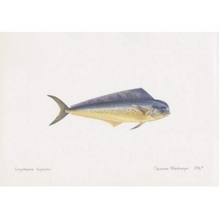 Mahi Mahi Lithograph