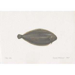 Dover Sole Lithograph