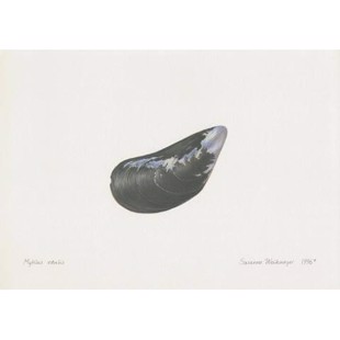 Blue Mussel Lithograph