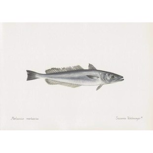 Hake Lithograph