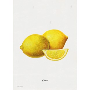 Lemon Lithograph