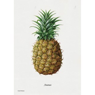 Pineapple Lithograph