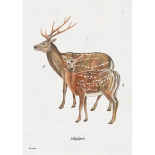 Sika Deer Lithograph