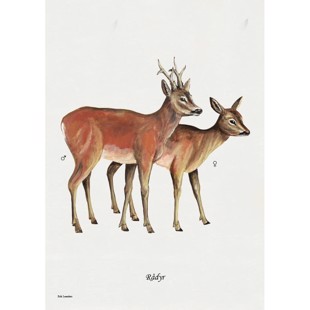 Roe Deer Lithograph