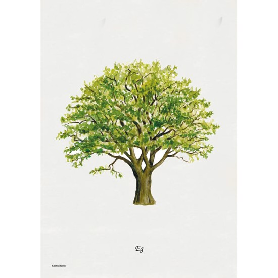 Oak Lithograph