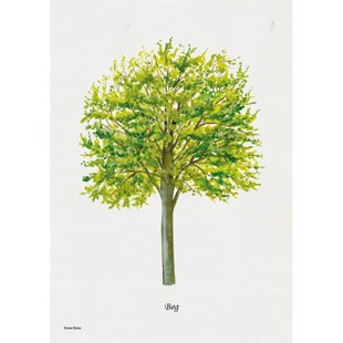 Beech Lithograph