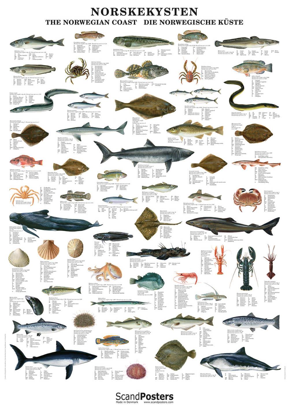 Norwegian Fish & Shellfish Poster Unique chart poster