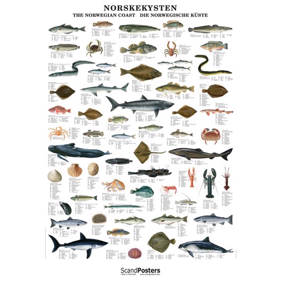Norwegian Fish and Shellfish Poster - WITHOUT