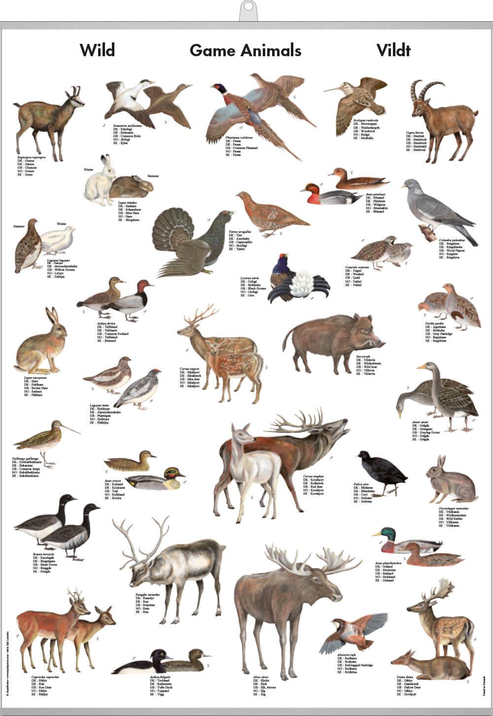 Buy Game Animals Mini-Poster online here | Linaa