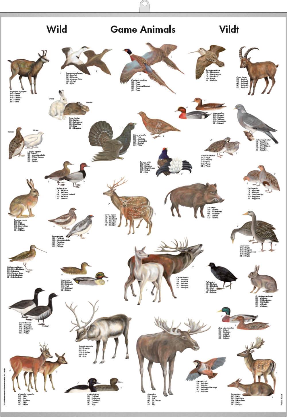Buy Game Animals Mini-Poster online here | Linaa Buy Game Animals Mini-Poster online here | Linaa