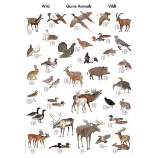 Game Animals Mini-Poster