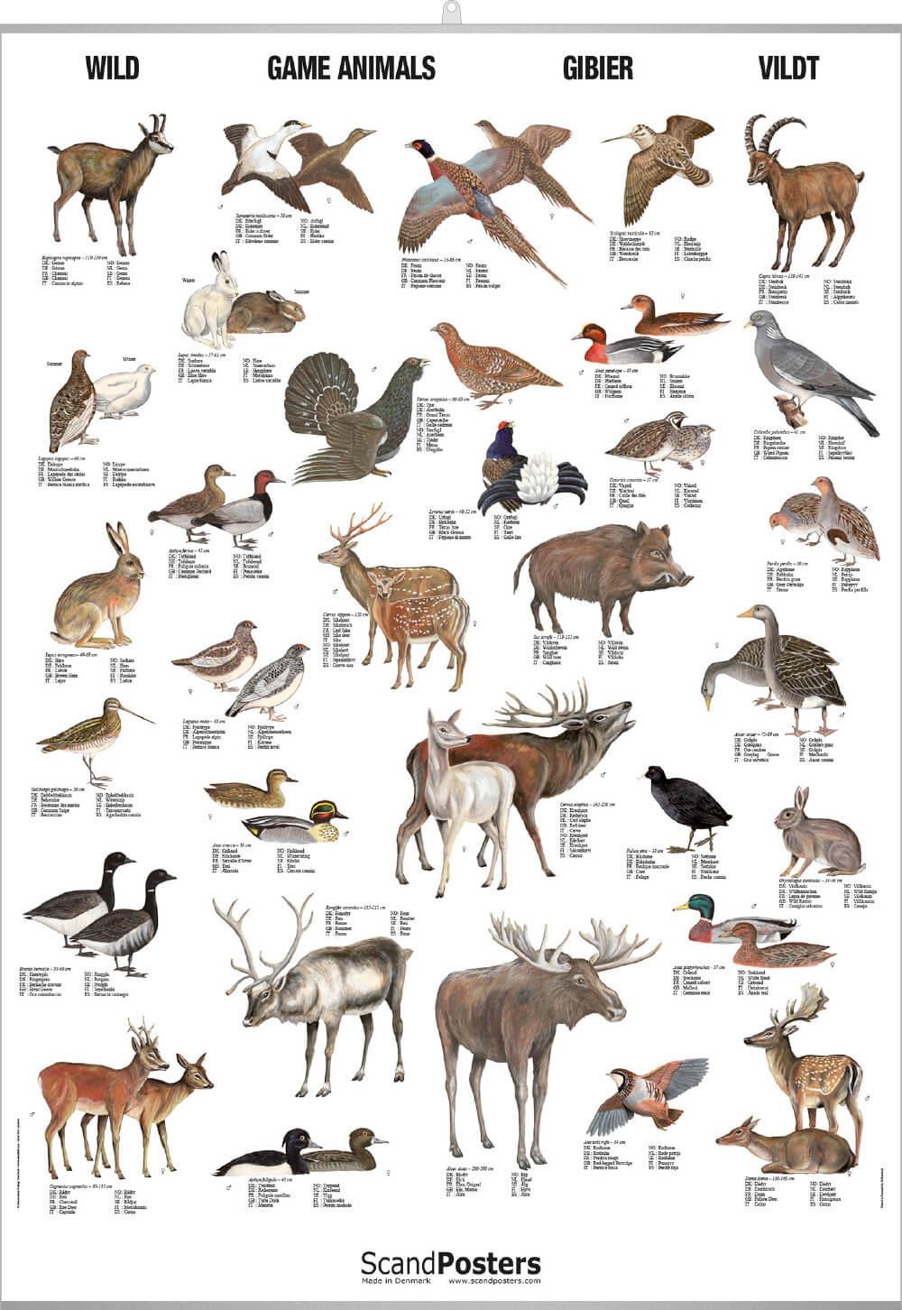 Buy Game Animals Poster - Big online here | Linaa Buy Game Animals Poster - Big online here | Linaa