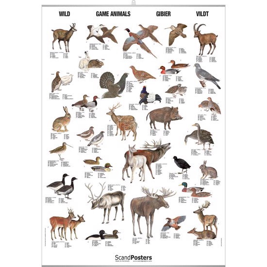 Game Animals Poster - Big - WITH