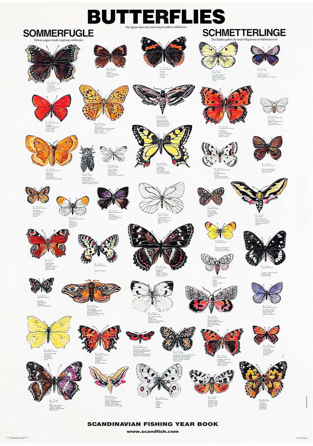 Какие имена бабочек. Название бабочек. Бабочки цветные. Виды бабочек с названиями. Названия бабочек с картинками.