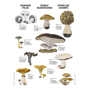 Edible Mushrooms Poster